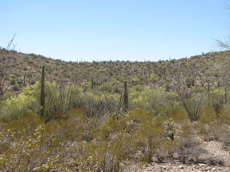 A Flower in a Desert – A Story of Determination and Overcoming Obstacles During A PhD